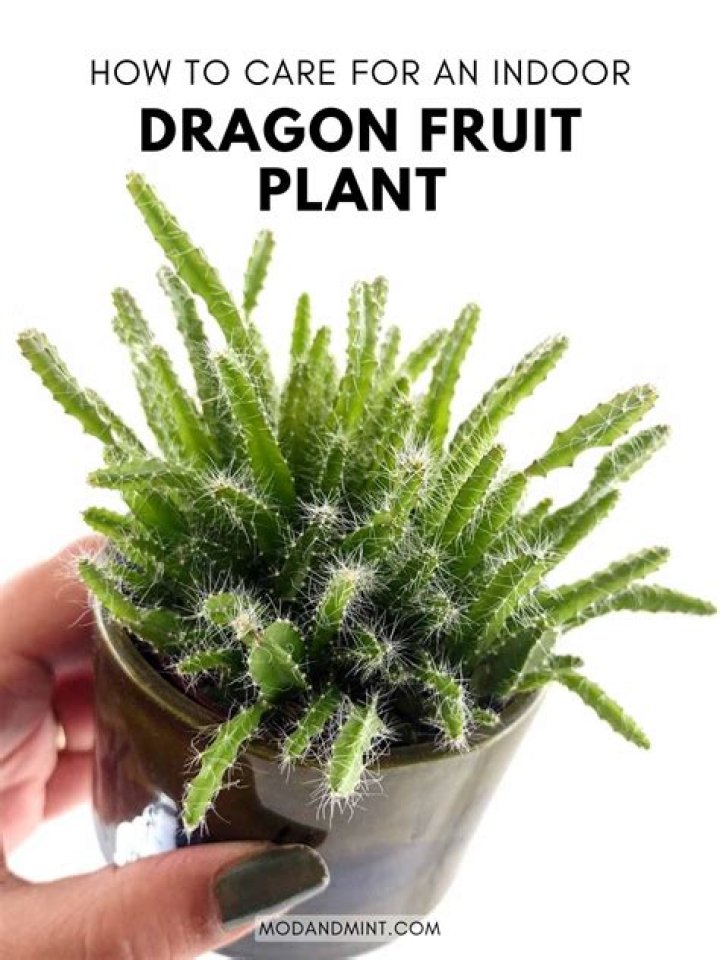 Discoveries In The Blandness Of Dragonfruit