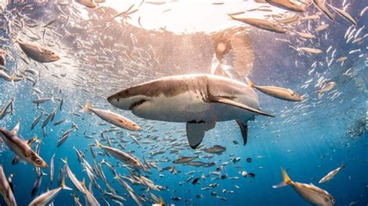 Dive Into The Enigmatic World Of Chubby Fish: Uncover Surprising Discoveries!
