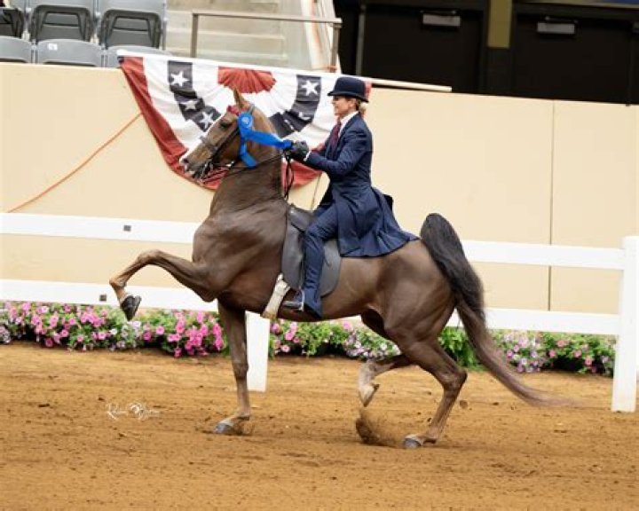 Madison And Rosie Saddlebred Accident: Horse Riding Death Of The Rider