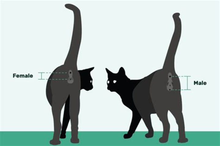 Understanding Your Male Cat's Behavior