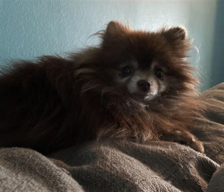 Unveiling The Chocolate Pomeranian: Discoveries And Delights